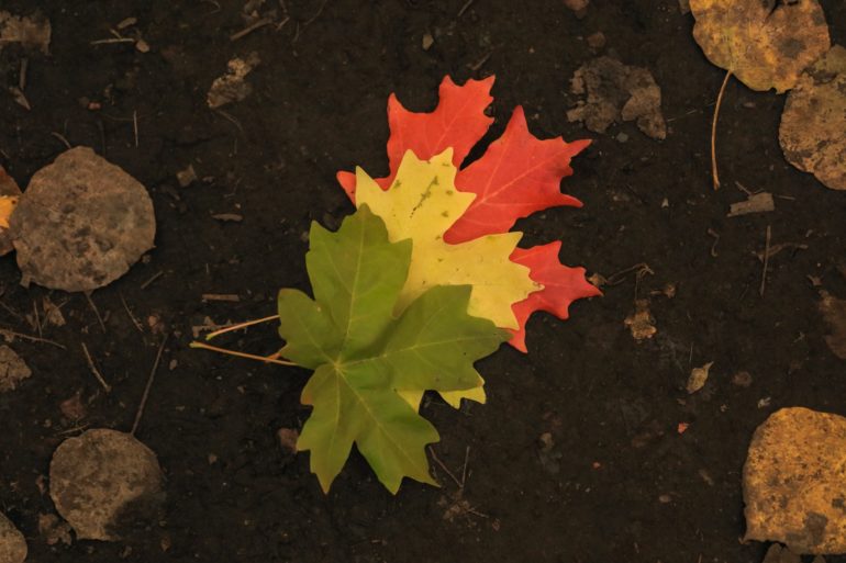 Leaves in fall colours