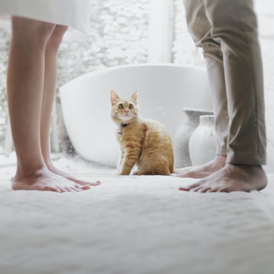Couple's feet with cat between them