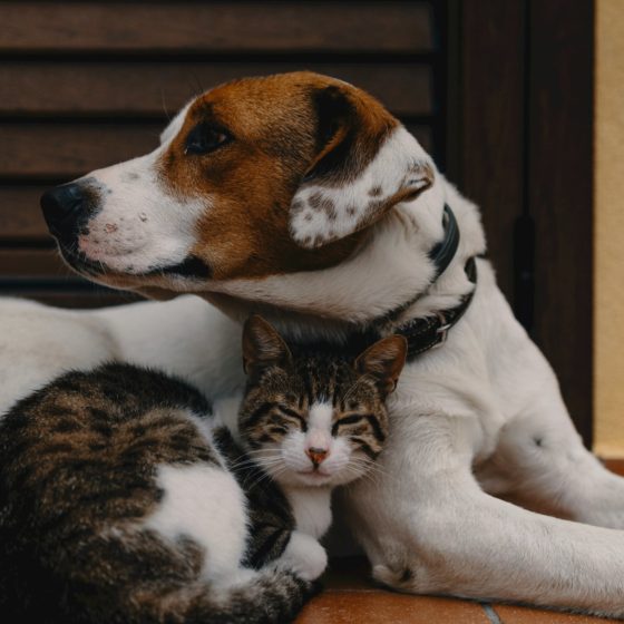 Dog and cat