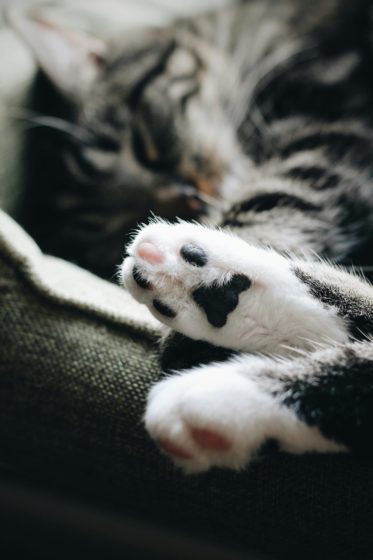 Close up of cat paws
